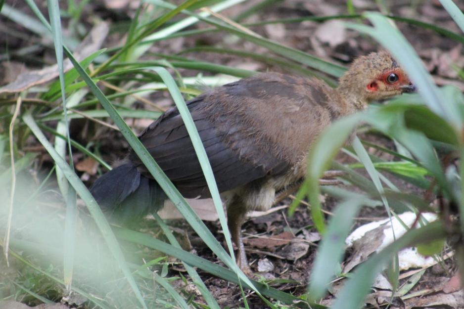 Australian Brush Turkey Diet Facts conciergeinter